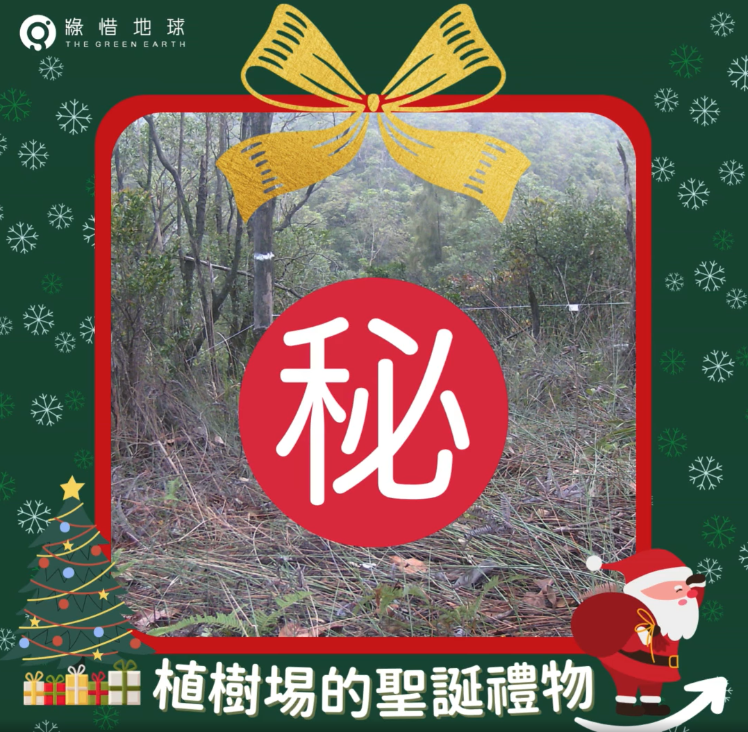 The Christmas Gift for our Woodland (2023/12/26)
